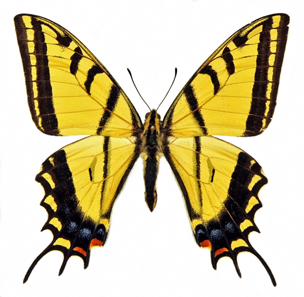 Photo of Papilio multicaudatus by Ian Gardiner
